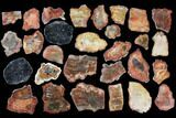 Lot - to Petrified Wood Slices - Over Pieces #119522-1